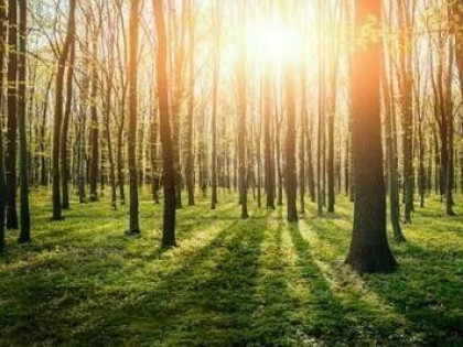 Działka Rolno- Budowlana z Lasem