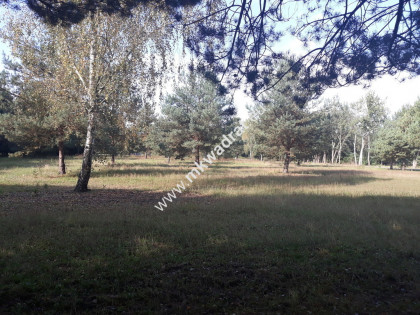 Urocza działka blisko lasu Młochowskiego Żółwin