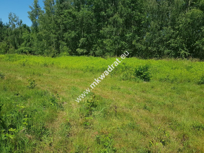 ⭐⭐⭐⭐ Czarny Las  | Plan Zagosp  | MEDIA Cicho ⭐⭐⭐⭐