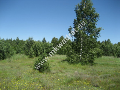 Działka Grzegorzewice