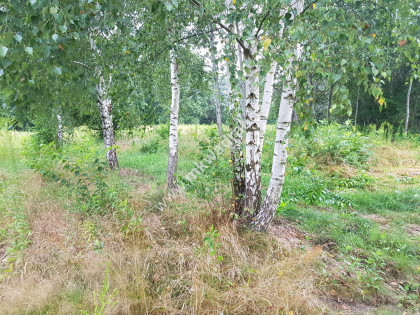 Super z MPZP! drzewa! Media, cisza spokój ulica gm