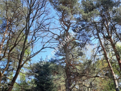 Przepiękna działka pod lasem Granica