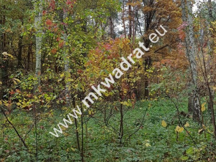 Budowlana z pięknymi drzewami | Media | Mpzp | LUX