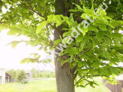 Niższa cena -polecam.