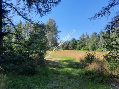 Top działka, media, las.