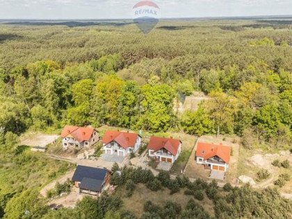 WOLNOSTOJĄCY | LAS | CISZA | SĘKOWO | natura