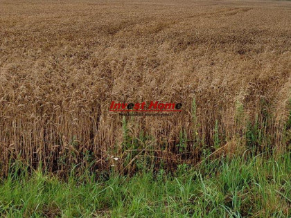 Działka Żory Kleszczów