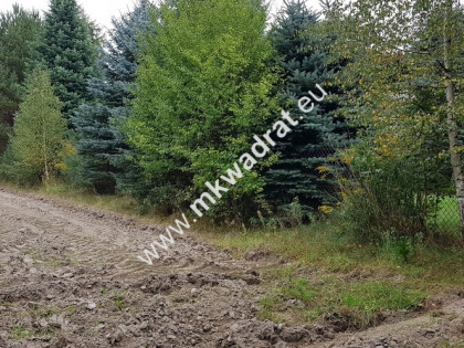 DZIAŁKA W OTULINIE LASU