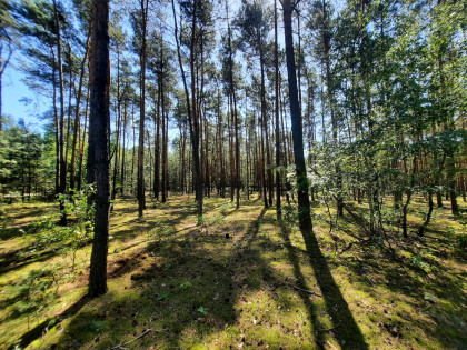 Działka Aleksandrów