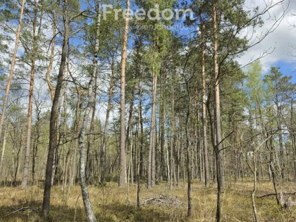 Lasy w Curynie pod Wisznicami 2.3 ha