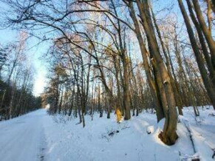 Nieruchomość leśna (Sokół, gm. Sobolew)