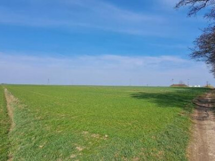 Działka rolna Hołowienki gm. Sabnie
