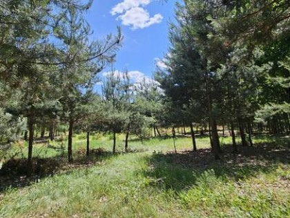 Działka bud.; 2900 M2; Łukawska Wola; WZ; ZADRZEWIONA