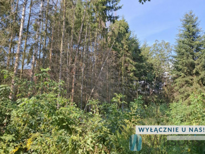 Działka rolna Załuski gm. Czerwin,