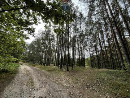 Działka rolna z samosiejkami