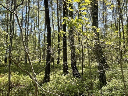 Działki na sprzedaż – Ciemne k. Radzymina