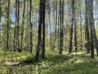 Działki na sprzedaż – Ciemne k. Radzymina