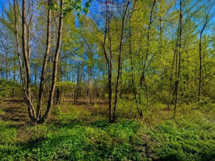 WYJĄTKOWA DZIAŁKA Z WZ 3204 m2 | GRABÓW NAD PILICĄ