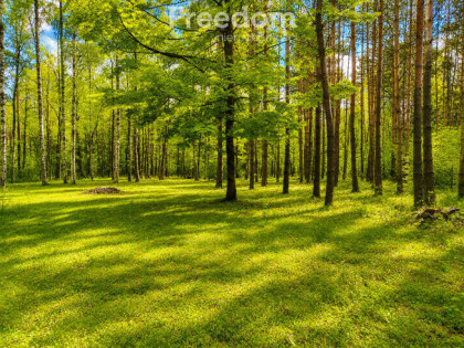 Działka budowlana 2300m2 w lesie -uzbrojona
