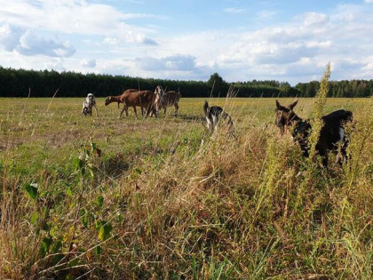 3 ha ziemi rolnej – Stryków/Ciołek – dobra lokata kapitału –