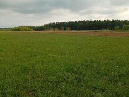 Sprzedam działkę rolną w Sarzynie 40 arów