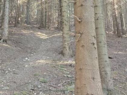 Działka leśna Konina gm. Niedźwiedź