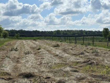 Działka budowlana Dobrzejów gm. Miłkowice,