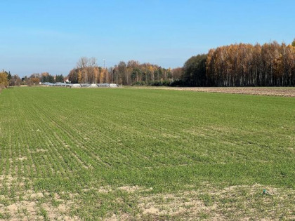 Działka Wola Gutowska gm. Jedlińsk