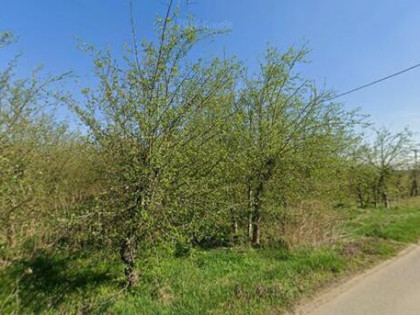 Stary sad o łącznej powierzchni 1,015 ha, Machów Czupel