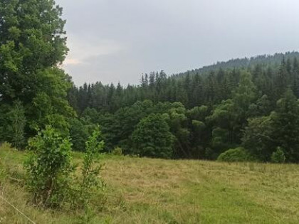 Sprzedam dużą działkę w górach Sowich przy lesie strummyku