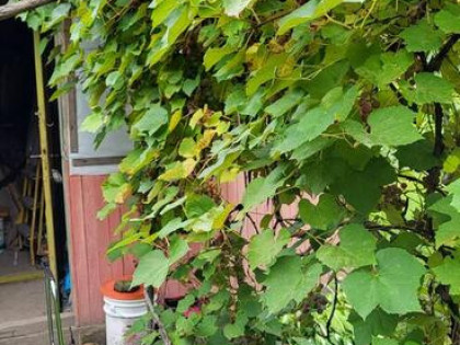 Działka z altanką ROD STOKROTKA Płouszowice