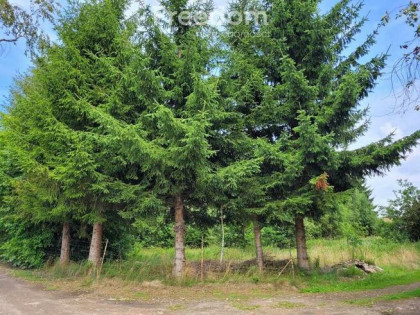 Działka z WZ  w otulinie natury – Kodrąbek 1607m2