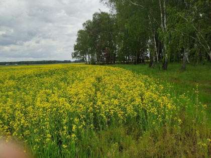Sprzedam działkę idealną pod siedlisko bez sąsiadów - 2ha +