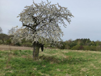 Działka Dolina Baryczy Wieś Cisza Spokój Las
