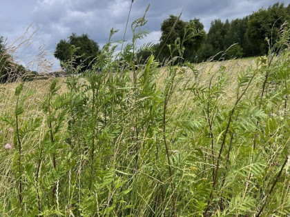 Działka przemysłowa 2270 m² z dojazdem asfaltowym