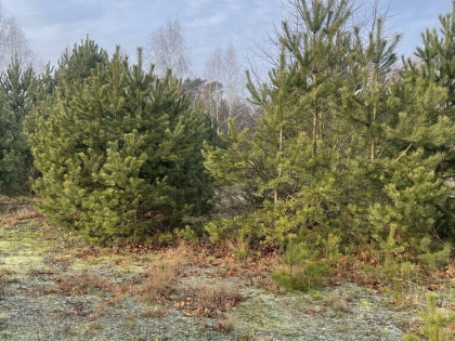Działka 2050 m² pod zabudowę letniskową.