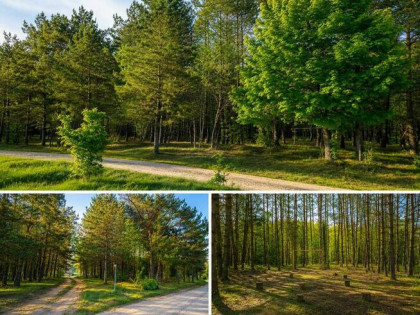 Działki przy lesie na Warmii, WZ, Lamkowo (bez pośredników)