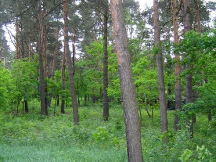 Działka budowlana Warszawa Wesoła, Wesoła Centrum