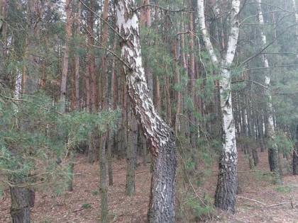 sprzedam działkę leśną