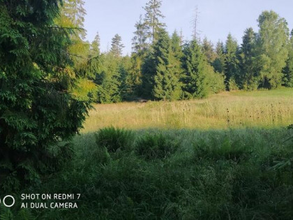 Kompleks leśny 1,22 ha (122,53 ar) w Pyzówce na Podhalu