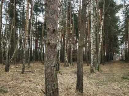 sprzedam działki leśne i rolne