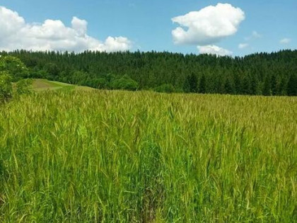 Działki rolne Załuczne