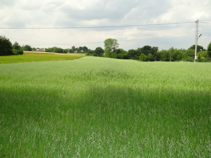 Działka budowlana Wielmoża gm. Sułoszowa