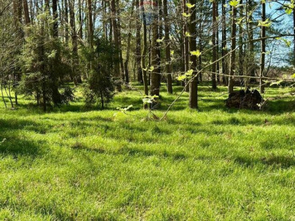 Działka leśna Jankowice 4110 m² Świerklany