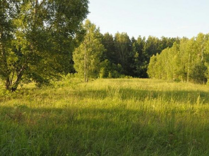 Działka rolno-leśna o pow. 11 ha, - gm. KORYCIN