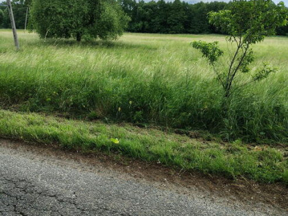 Sprzedam działki w Buczynce koło Lubina dolnośląskie