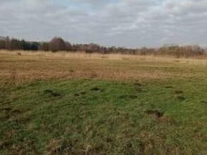 Sprzedam działkę łąka Głosków 7200m2