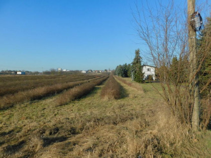Syndyk sprzeda - Mogielnica, dz. nr 1303