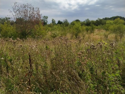 DZIAŁKA PYRZYCE GM. PYRZYCE POW.3001M2.