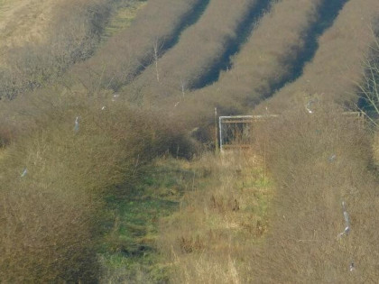 Syndyk sprzeda - Mogielnica, dz. nr 1272, 1304 oraz 1303